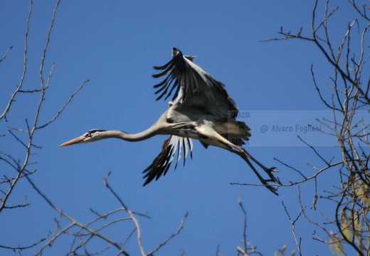 AIRONE CENERINO - Grey Heron - Ardea cinerea - Luogo: Torbiera di Marcaria (MN) - Autore: Alvaro