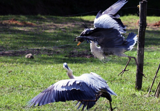 AIRONE CENERINO - Grey Heron - Ardea cinerea - Luogo: Parco delle Lame del Sesia - Oldenico (VC) - Autore: Alvaro 