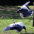 AIRONE CENERINO - Grey Heron - Ardea cinerea - Luogo: Parco delle Lame del Sesia - Oldenico (VC) - Autore: Alvaro 
