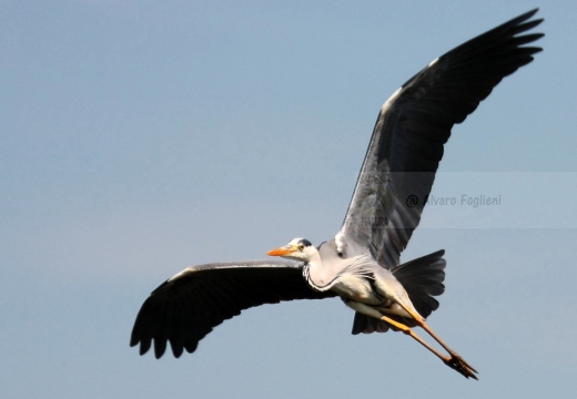 AIRONE CENERINO - Grey Heron - Ardea cinerea - Luogo: Torbiera di Marcaria (MN) - Autore: Alvaro