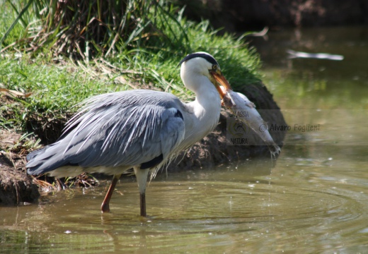 AIRONE CENERINO - Grey Heron - Ardea cinerea - Luogo: Oasi Lipu Torrile (PR) - Autore: Alvaro