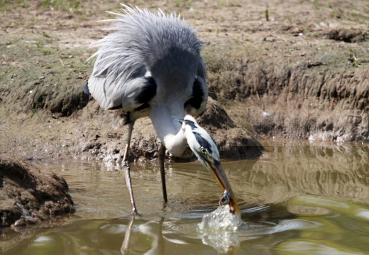 AIRONE CENERINO, Grey Heron, Ardea cinerea - Luogo: Oasi di Tivoli (MO) - Autore: Claudia