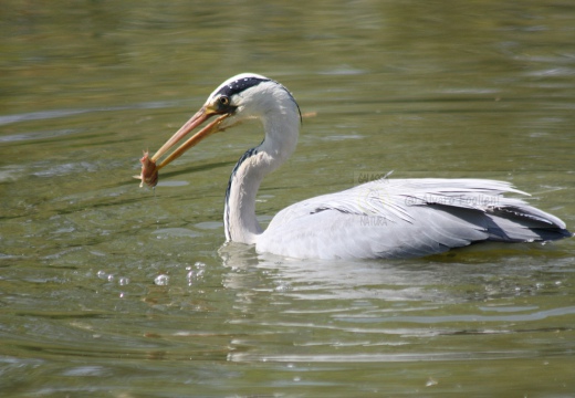 AIRONE CENERINO, Grey Heron, Ardea cinerea - Luogo: Oasi di Tivoli (MO) - Autore: Claudia