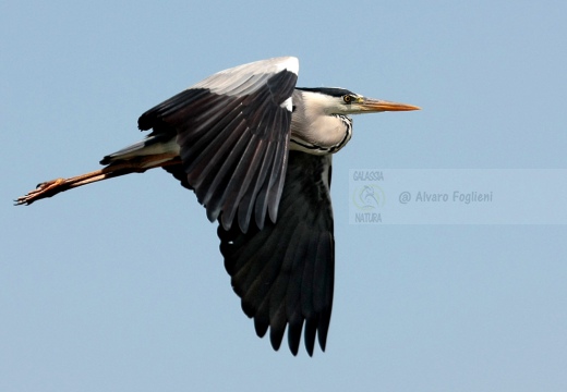 AIRONE CENERINO - Grey Heron - Ardea cinerea - Luogo: Parco Adda Nord - Palude di Brivio (LC) - Autore: Alvaro