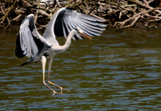 AIRONE CENERINO - Grey Heron - Ardea cinerea - Luogo: Garzaia di Celpenchio (PV) - Autore: Alvaro