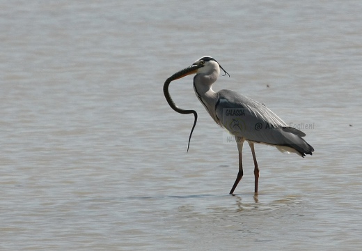 AIRONE CENERINO, Grey Heron, Ardea cinerea - Luogo: Risaie di Robbio (PV) - Autore: Alvaro