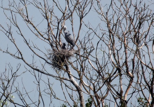 AIRONE CENERINO - Grey Heron - Ardea cinerea - Luogo: Garzaia dell'Oasi WWF "Le Monticchie" (LO) - Autore: Alvaro
