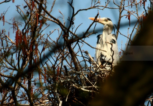 AIRONE CENERINO - Grey Heron - Ardea cinerea - Luogo: Garzaia dell'Oasi LIPU di Torrile (PR) - Autore: Alvaro