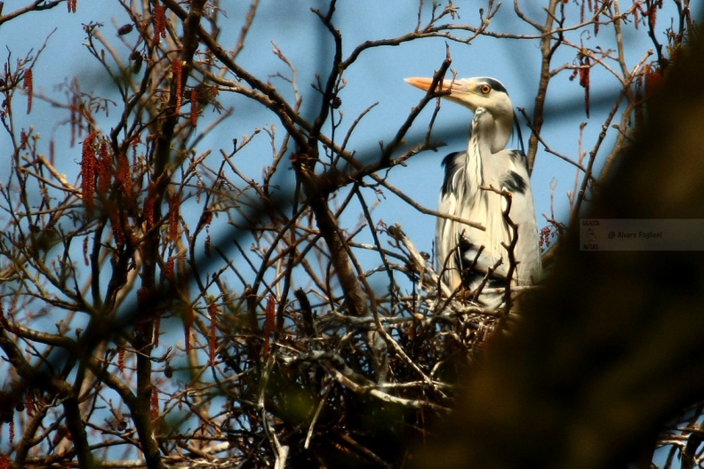AIRONE CENERINO - Grey Heron - Ardea cinerea - Luogo: Garzaia dell'Oasi LIPU di Torrile (PR) - Autore: Alvaro