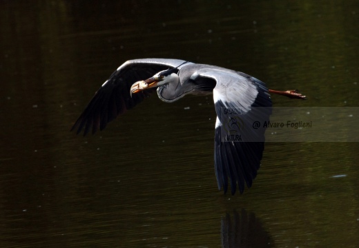 AIRONE CENERINO - Grey Heron - Ardea cinerea - Luogo: Oasi Lipu Torrile (PR) - Autore: Alvaro