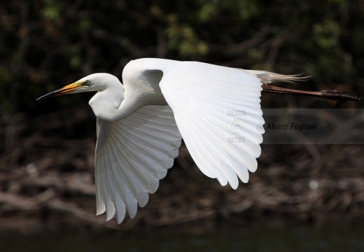 AIRONE BIANCO MAGGIORE, Great Egret, Egretta alba - Luogo: Torbiera di Marcaria (MN) - Autore: Alvaro