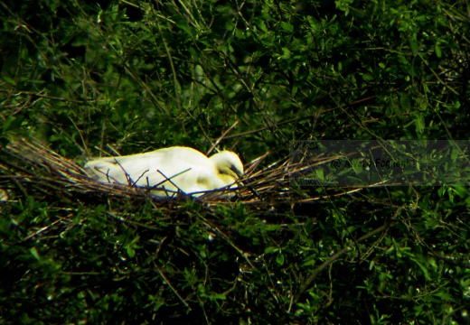 AIRONE BIANCO MAGGIORE, Great Egret, Egretta alba - Luogo: Garzaia "Lago di Sartirana" - Sartirana (PV) - Autore: Alvaro