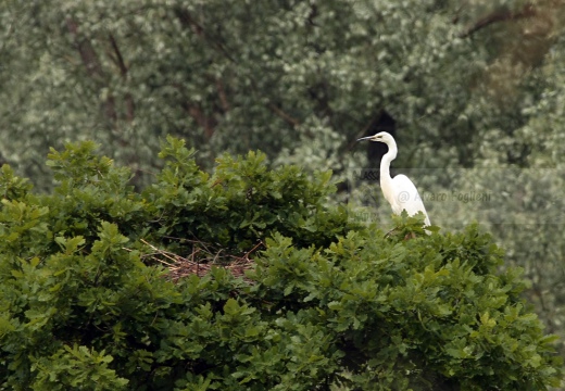 AIRONE BIANCO MAGGIORE - In garzaia sul nido