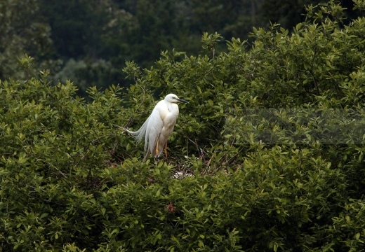 AIRONE BIANCO MAGGIORE, Great Egret, Egretta alba - Luogo: Garzaia "Lago di Sartirana" - Sartirana (PV) - Autore: Alvaro