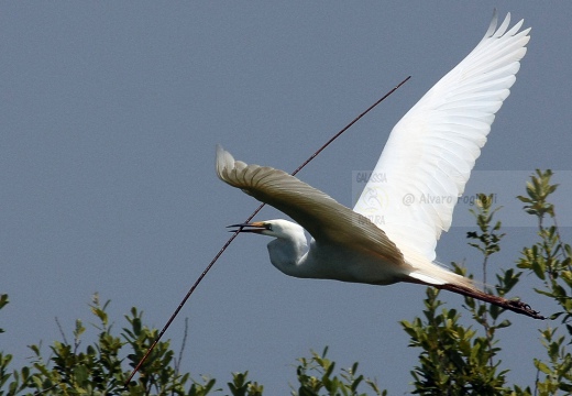 AIRONE BIANCO MAGGIORE, Great Egret, Egretta alba - Luogo: Torbiera di Marcaria (MN) - Autore: Alvaro