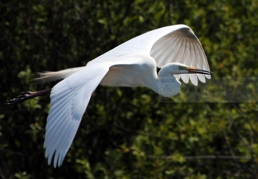 AIRONE BIANCO MAGGIORE, Great Egret, Egretta alba - Luogo: Torbiera di Marcaria (MN) - Autore: Alvaro
