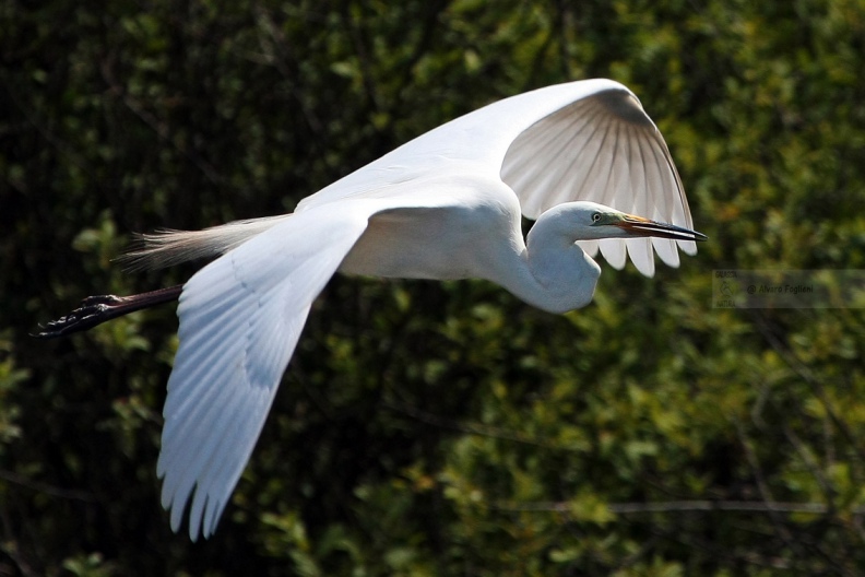 AIRONE BIANCO MAGGIORE, Great Egret, Egretta alba - Luogo: Torbiera di Marcaria (MN) - Autore: Alvaro