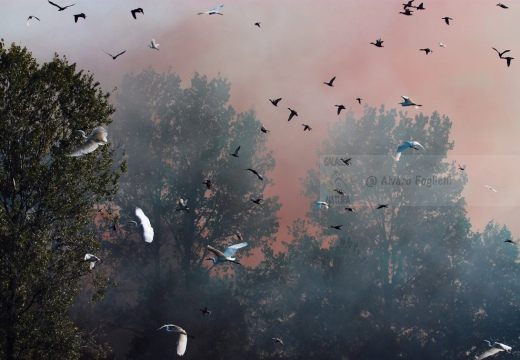 AIRONE BIANCO MAGGIORE, Great Egret, Egretta alba - Luogo: Oasi di Casalbeltrame (NO) - Autore: Alvaro