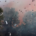 AIRONE BIANCO MAGGIORE, Great Egret, Egretta alba - Luogo: Oasi di Casalbeltrame (NO) - Autore: Alvaro