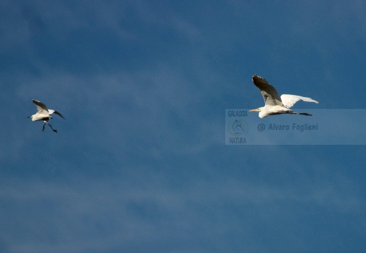 Airone guardabuoi, Cattle Egret, Bubulcus ibis - Luogo: Risaie novaresi - S. Pietro Mosezzo (NO) - Autore: Alvaro