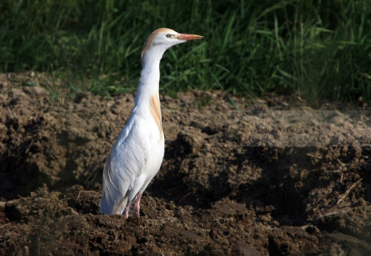 Airone guardabuoi, Cattle Egret, Bubulcus ibis - Luogo: Risaie novaresi (NO) - Autore: Alvaro