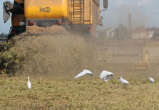 Airone guardabuoi, Cattle Egret, Bubulcus ibis - Luogo: Risaie novaresi (NO) - Autore: Alvaro