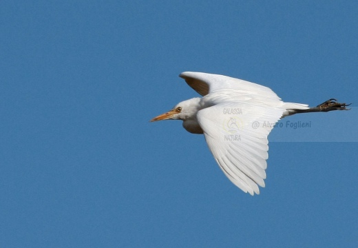 Airone guardabuoi, Cattle Egret, Bubulcus ibis - Luogo: Risaie novaresi - S. Pietro Mosezzo (NO) - Autore: Alvaro