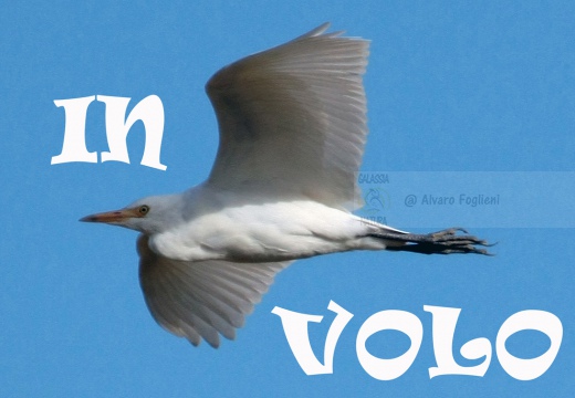 AIRONE GUARDABUOI, Cattle Egret, Bubulcus ibis