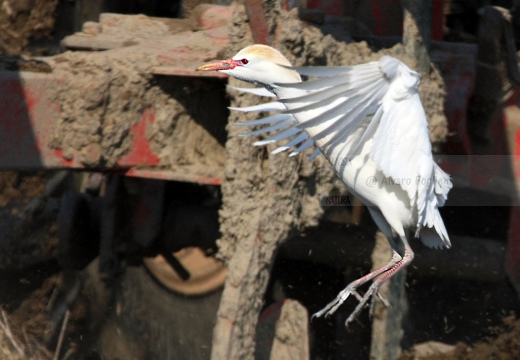 Airone guardabuoi, Cattle Egret, Bubulcus ibis - Luogo: Risaie novaresi (NO) - Autore: Alvaro
