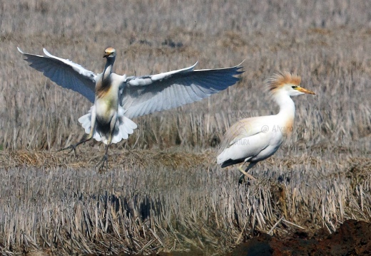 Airone guardabuoi, Cattle Egret, Bubulcus ibis - Luogo: Risaie novaresi (NO) - Autore: Alvaro