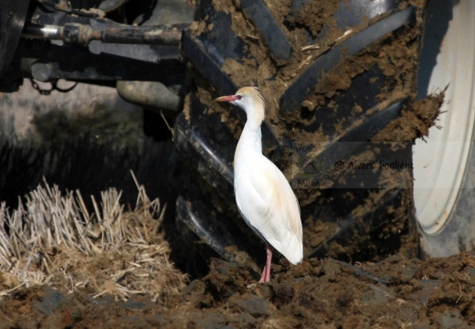 Airone guardabuoi, Cattle Egret, Bubulcus ibis - Luogo: Risaie novaresi (NO) - Autore: Alvaro
