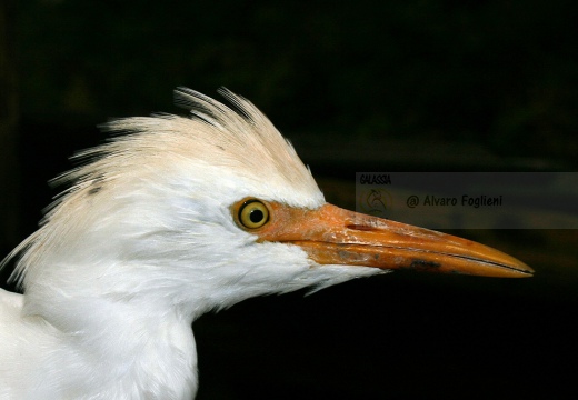 AIRONE GUARDABUOI, Cattle Egret, Bubulcus ibis - Luogo: Risaie vercellesi (VC) - Autore: Alvaro