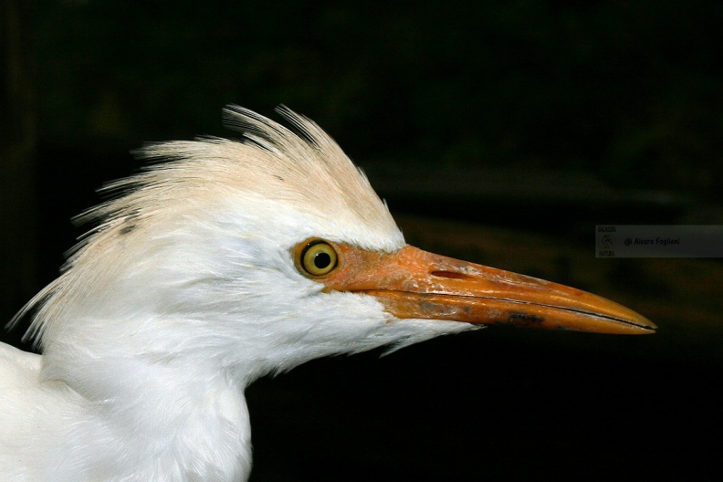 AIRONE GUARDABUOI, Cattle Egret, Bubulcus ibis - Luogo: Risaie vercellesi (VC) - Autore: Alvaro