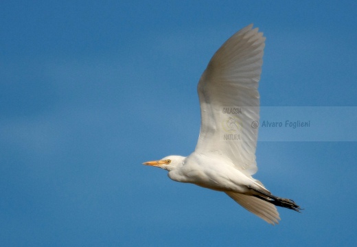 Airone guardabuoi, Cattle Egret, Bubulcus ibis - Luogo: Risaie novaresi - S. Pietro Mosezzo (NO) - Autore: Alvaro