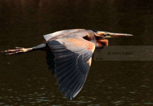 AIRONE ROSSO - Purple Heron - Ardea purpurea - Luogo: Parco fluviale del Mincio - Località: Grazie (MN) - Autore: Alvaro