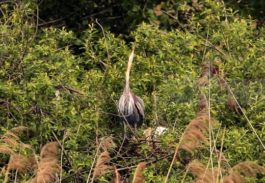 AIRONE ROSSO - Purple Heron - Ardea purpurea - Luogo:Oasi Manzolino - Tivoli (MO) - Autore: Alvaro