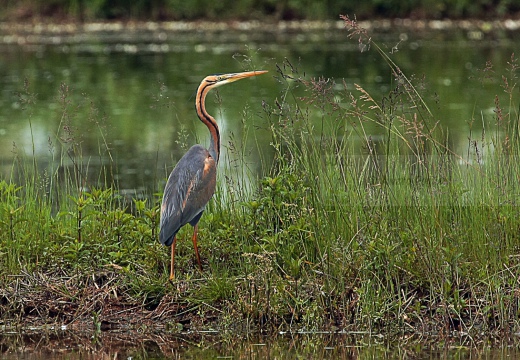 AIRONE ROSSO, Purple Heron, Ardea purpurea - Luogo: Risaie vercellesi (VC) - Autore: Alvaro