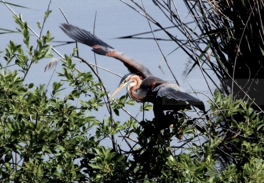 AIRONE ROSSO - Purple Heron - Ardea purpurea - Luogo: Garzaia San Alessandro (PV) - Autore: Alvaro