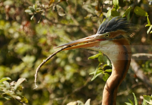 AIRONE ROSSO - Purple Heron - Ardea purpurea - Località: Torbiera di Marcaria (MN) - Autore: Alvaro