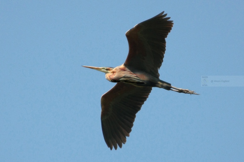 AIRONE ROSSO - Purple Heron - Ardea purpurea - Luogo: Parco fluviale del Mincio - Località: Grazie (MN) - Autore: Alvaro
