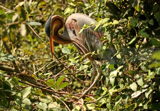 AIRONE ROSSO - Purple Heron - Ardea purpurea - Località: Torbiera di Marcaria (MN) - Autore: Alvaro