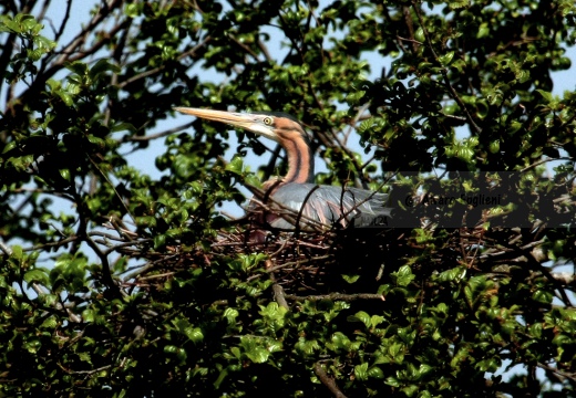 AIRONE ROSSO - Purple Heron - Ardea purpurea - Località: Torbiera di Marcaria (MN) - Autore: Alvaro