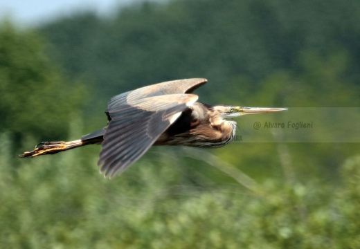 AIRONE ROSSO - Purple Heron - Ardea purpurea - Luogo:Oasi Manzolino - Tivoli (MO) - Autore: Alvaro