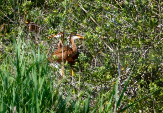 AIRONE ROSSO - Purple Heron - Ardea purpurea - Luogo: Garzaia "Lago di Sartirana" - Sartirana Lomellina (PV) - Autore: Alvaro