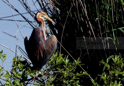 AIRONE ROSSO - Purple Heron - Ardea purpurea - Luogo: Palude di San Genuario (VC) - Autore: Alvaro