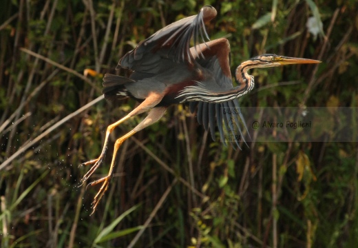 AIRONE ROSSO - Purple Heron - Ardea purpurea - Luogo:Oasi Manzolino - Tivoli (MO) - Autore: Alvaro