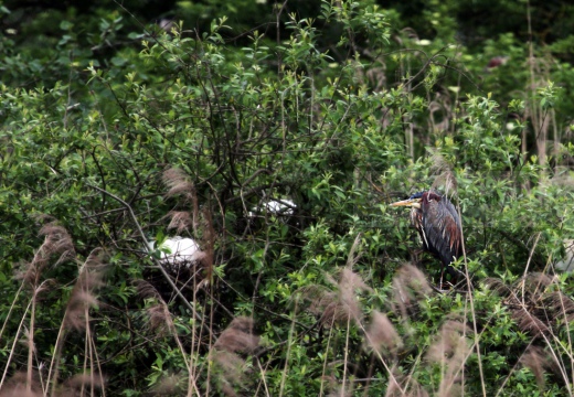 AIRONE ROSSO - Purple Heron - Ardea purpurea - Luogo: Garzaia "Lago di Sartirana" - Sartirana Lomellina (PV) - Autore: Alvaro