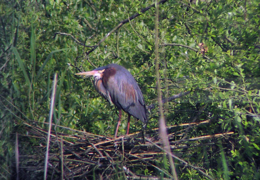 AIRONE ROSSO - Purple Heron - Ardea purpurea - Luogo: Garzaia "Lago di Sartirana" - Sartirana Lomellina (PV) - Autore: Alvaro