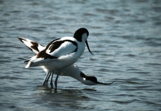 AVOCETTA - Avocet - Recurvirostra avosetta - Luogo: Parco della Salina di Cervia (RA) - Autore: Alvaro