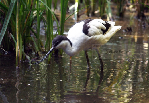 AVOCETTA - Avocet - Recurvirostra avosetta - Luogo: Laguna di Orbetello - Albinia (GR) - Autore: Claudia